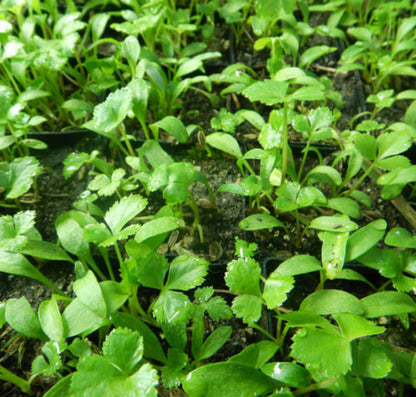 Angelica Keiskei Seeds - Herbal Seeds