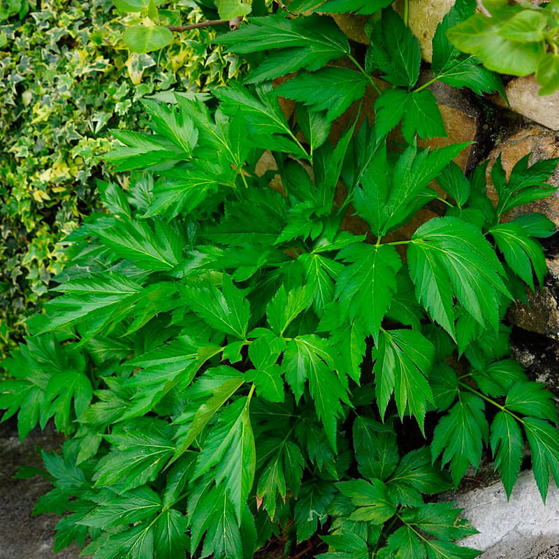 Angelica Keiskei Seeds - Herbal Seeds