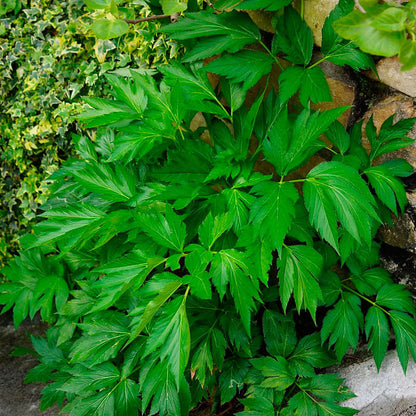 Angelica Keiskei Seeds - Herbal Seeds