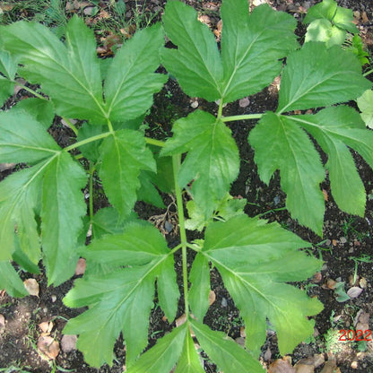 Angelica Keiskei Seeds - Herbal Seeds