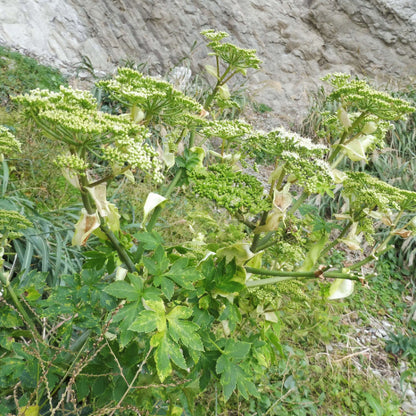 Angelica Keiskei Seeds 