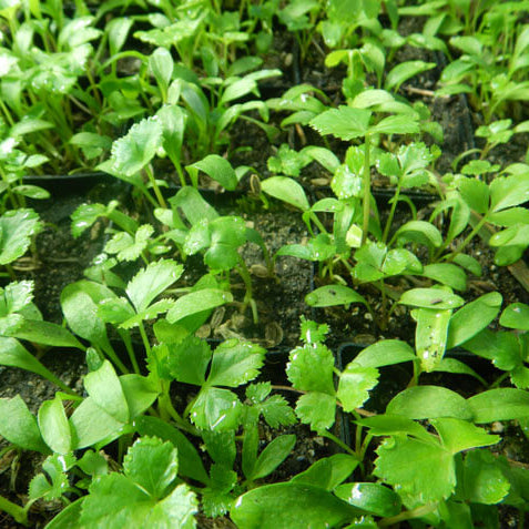 Angelica Keiskei Seeds 