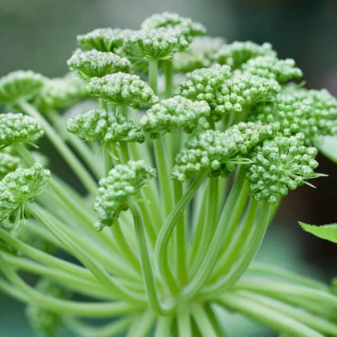 Angelica Seeds - Herbal Plant