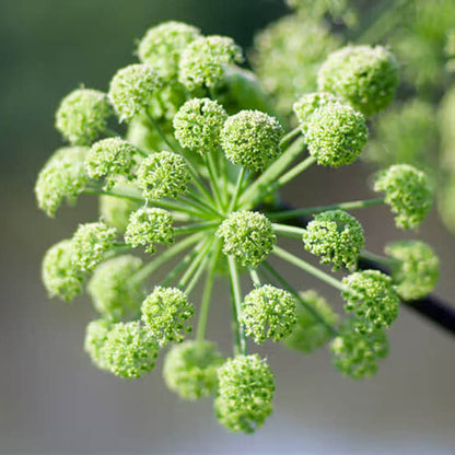 Angelica Seeds - Herbal Plant
