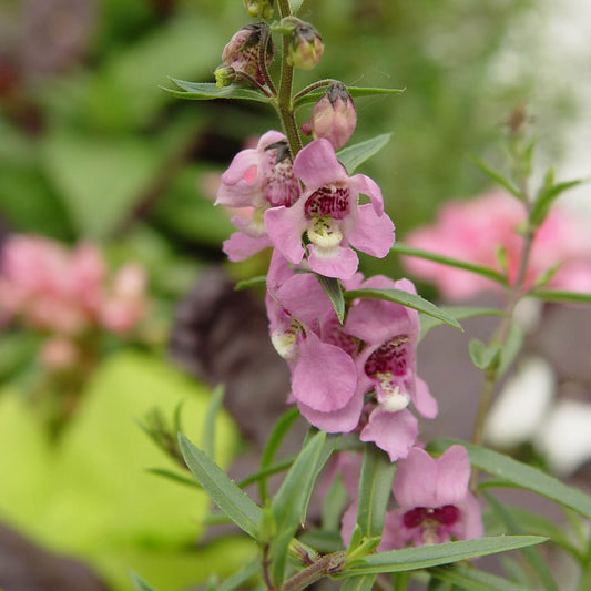  Angelonia Seeds
