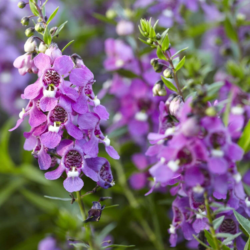  Angelonia Seeds