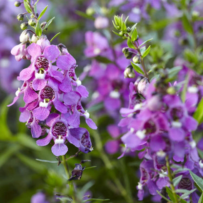  Angelonia Seeds