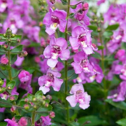  Angelonia Seeds