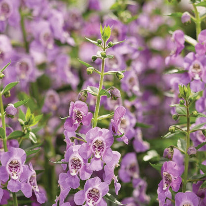  Angelonia Seeds