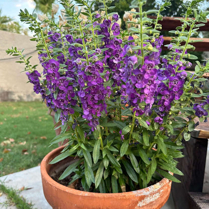  Angelonia Seeds