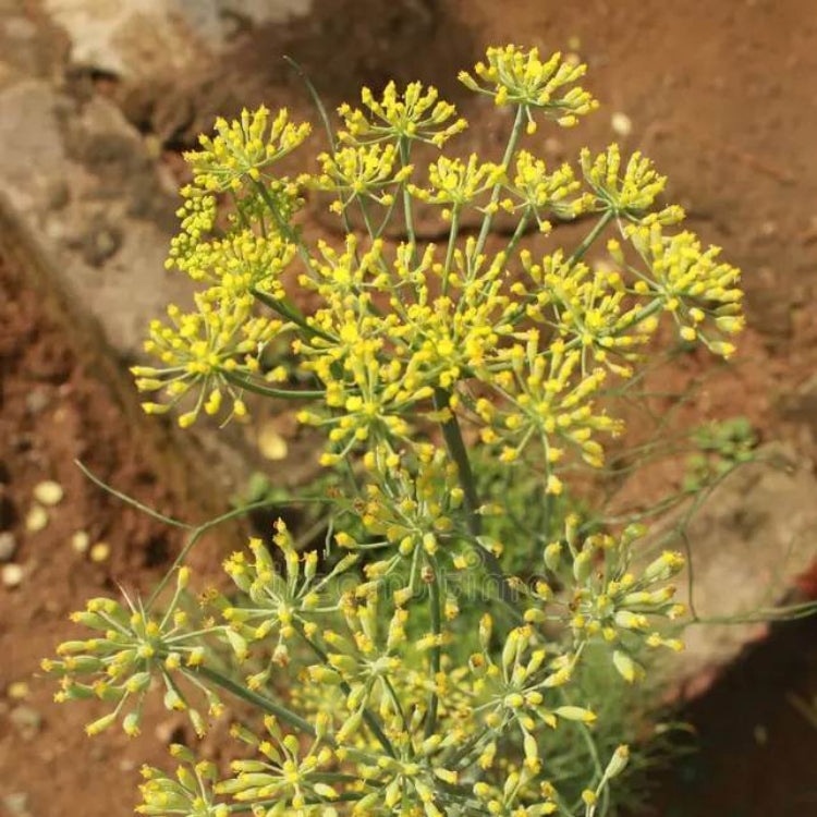 Anise Fennel Seeds - Heirloom Herb Plant for Home Gardens