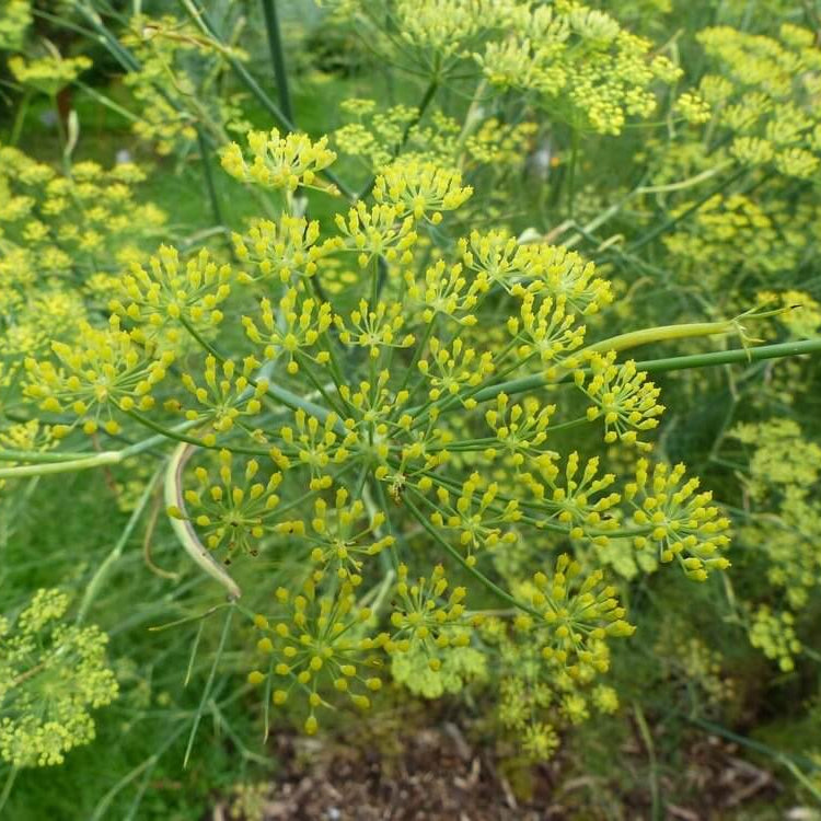 Anise Fennel Seeds - Heirloom Herb Plant for Home Gardens