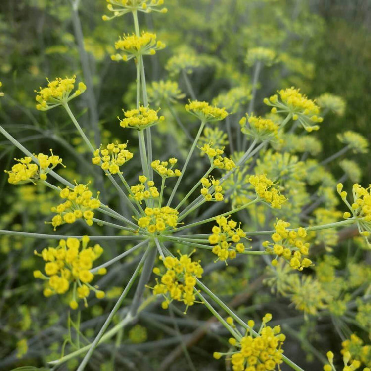 Anise Fennel Seeds - Heirloom Herb Plant for Home Gardens