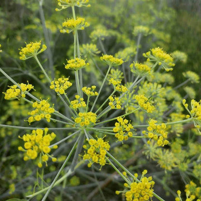 Anise Fennel Seeds - Heirloom Herb Plant for Home Gardens