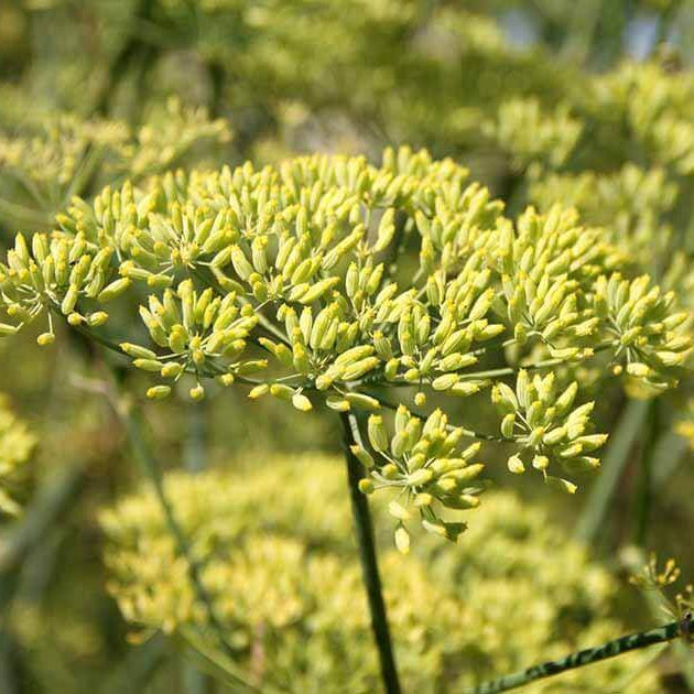 Anise Fennel Seeds - Heirloom Herb Plant for Home Gardens