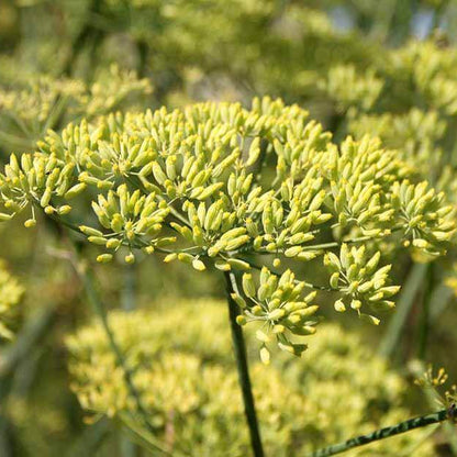 Anise Fennel Seeds - Heirloom Herb Plant for Home Gardens