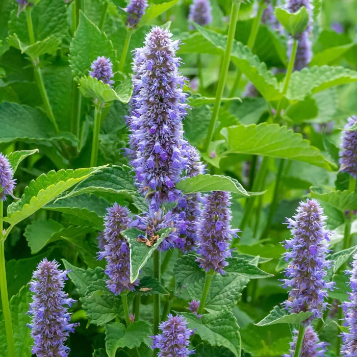 Anise Hyssop Seeds - Herbal Plant