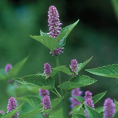 Anise Hyssop Seeds - Herbal Plant