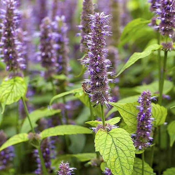 Anise Hyssop Seeds - Herbal Plant