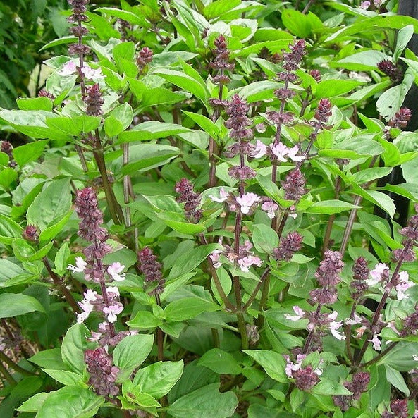 Anise Persian Basil Seeds - Herbal Plant