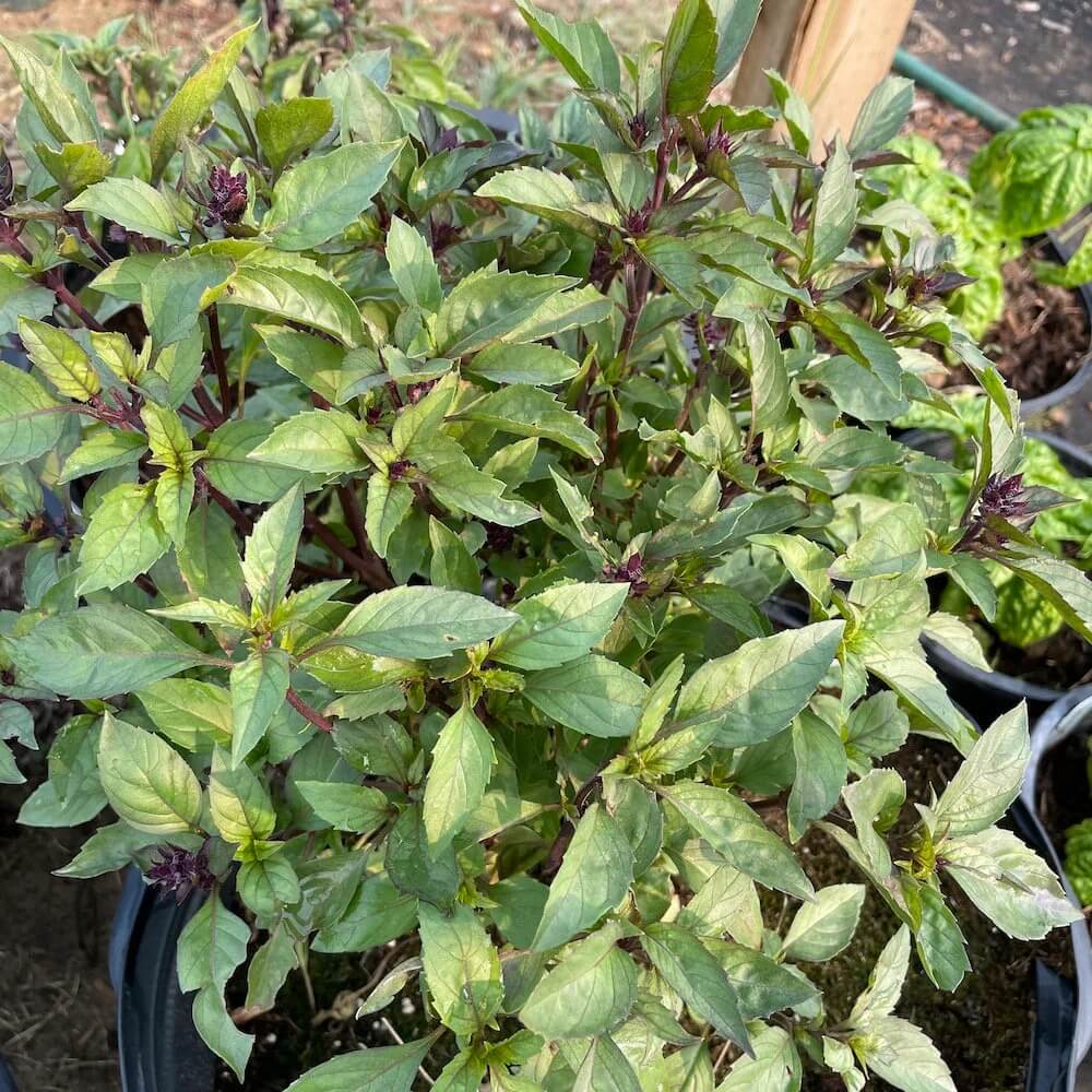 Anise Persian Basil Seeds - Herbal Plant