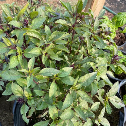 Anise Persian Basil Seeds - Herbal Plant