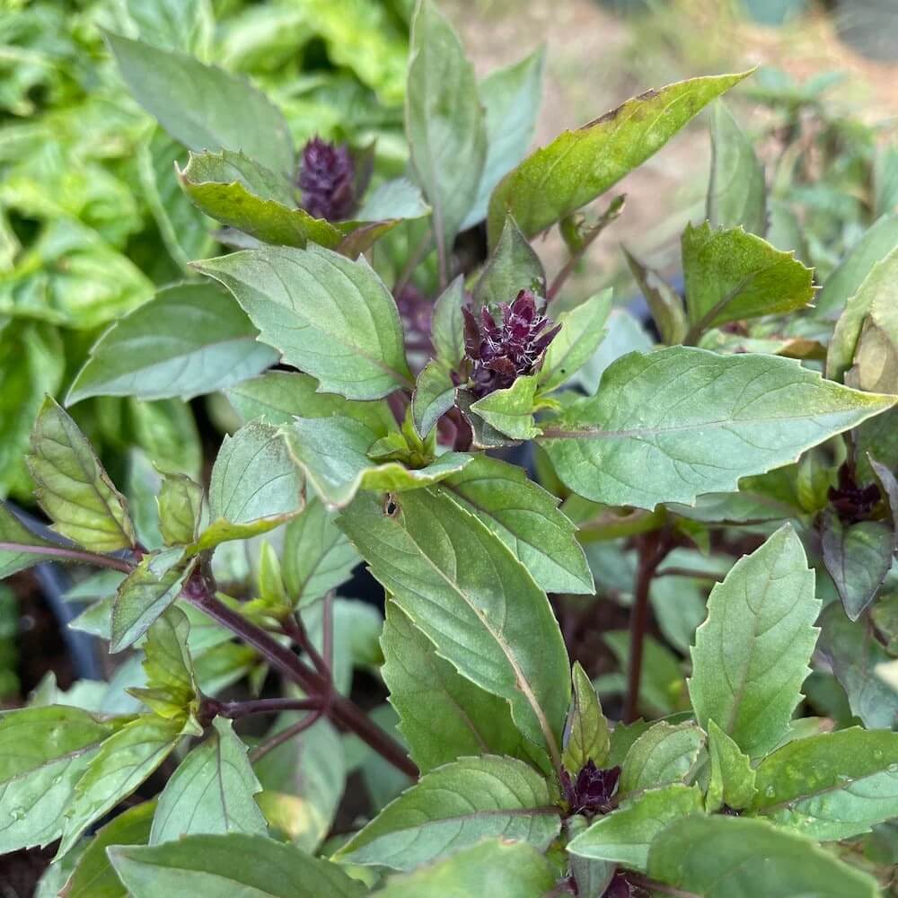 Anise Persian Basil Seeds - Herbal Plant