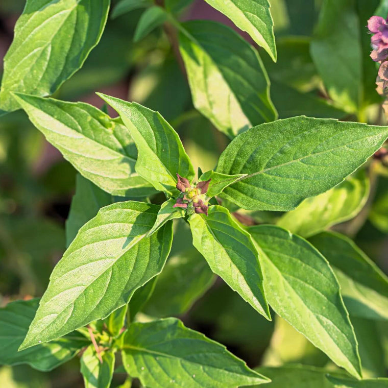 Anise Persian Basil Seeds - Herbal Plant