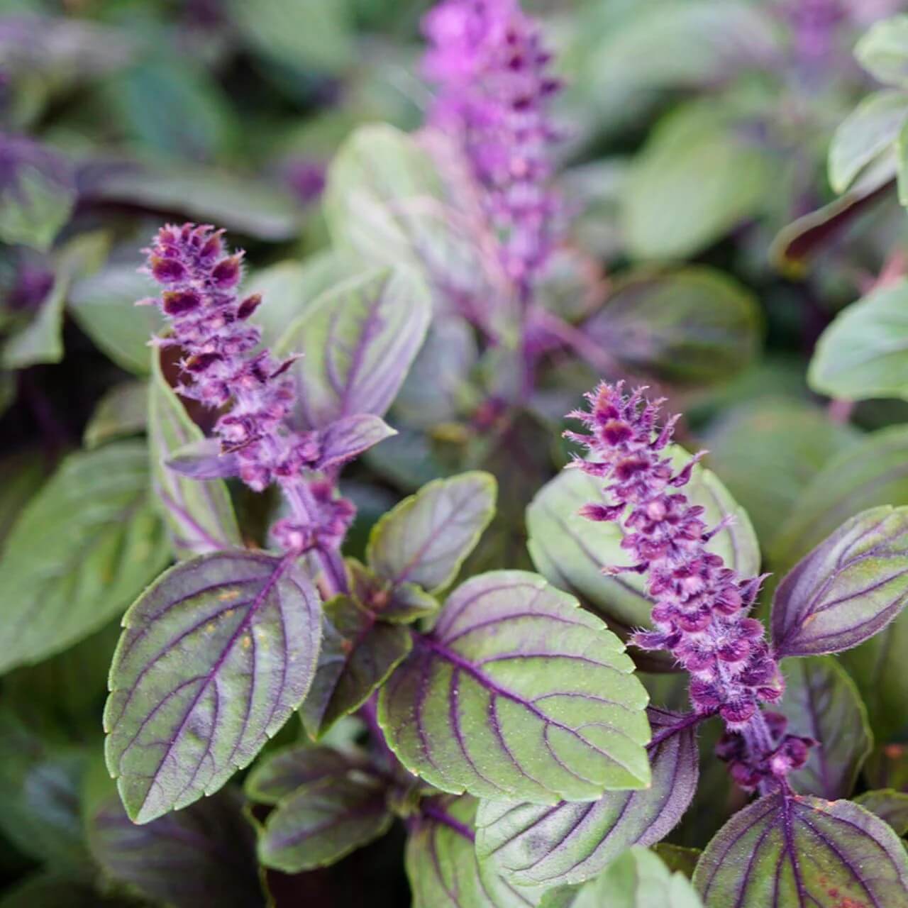 Anise Persian Basil Seeds - Herbal Plant