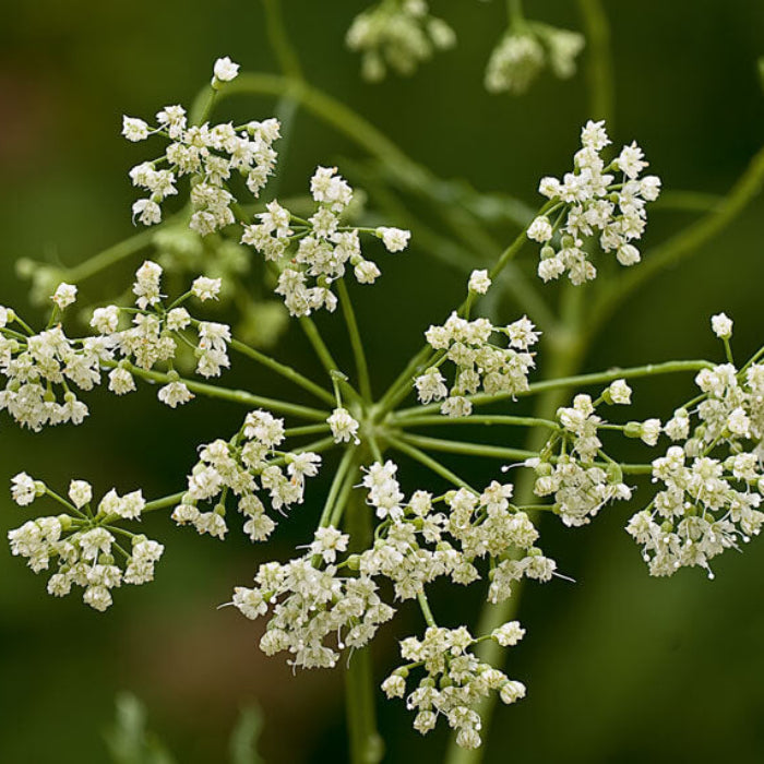 Anise Seeds - Herbal Plant for Home Gardens