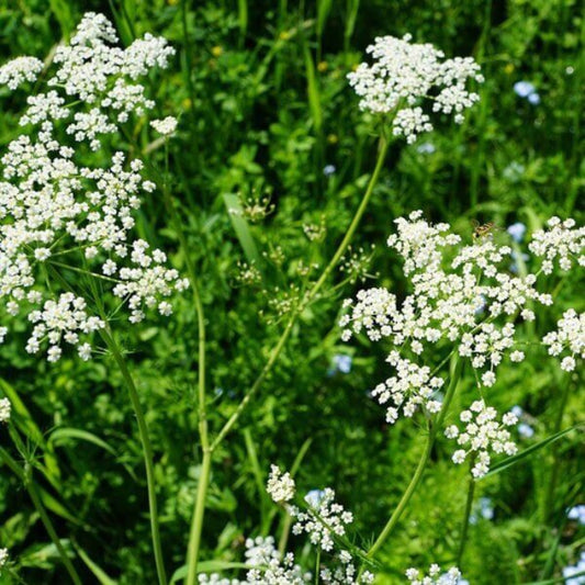 Anise Seeds - Herbal Plant for Home Gardens