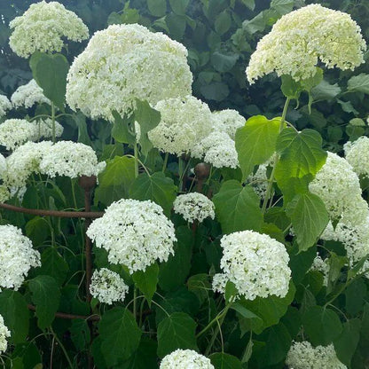 Annabelle Hydrangea Seeds - Heirloom Flower Plant for Home Gardens