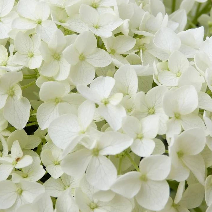 Annabelle Hydrangea Seeds - Heirloom Flower Plant for Home Gardens