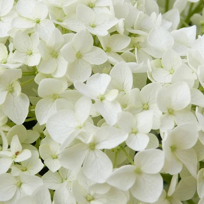 Annabelle Hydrangea Seeds - Heirloom Flower Plant for Home Gardens