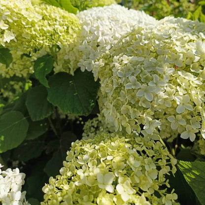 Annabelle Hydrangea Seeds - Heirloom Flower Plant for Home Gardens