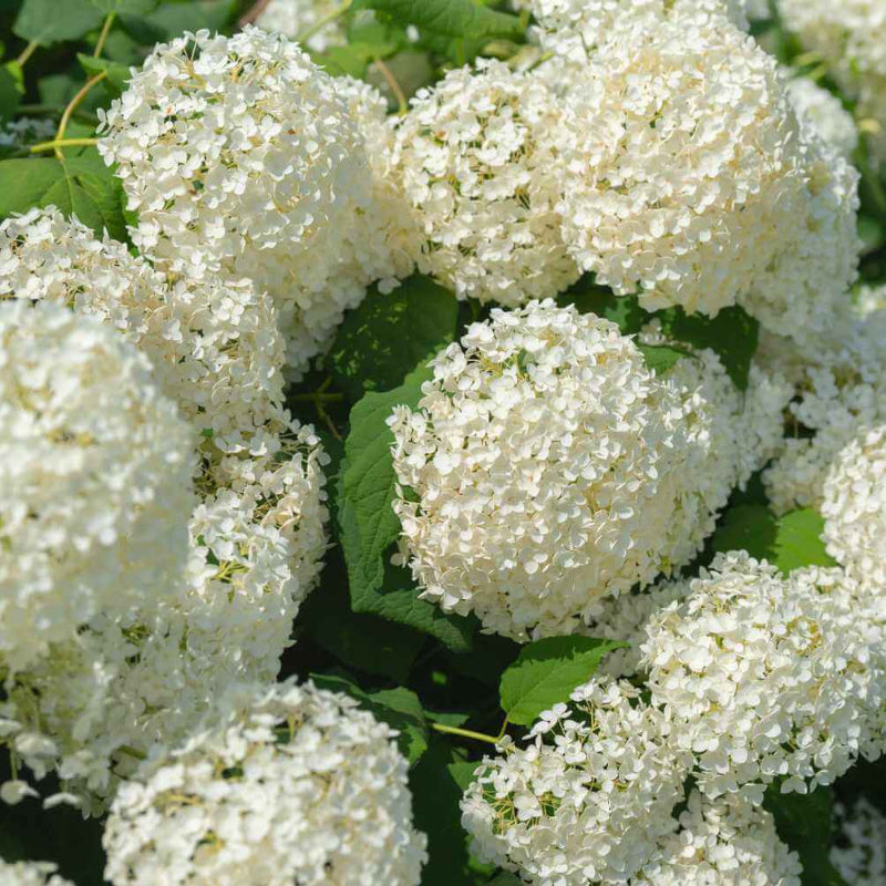 Annabelle Hydrangea Seeds - Heirloom Flower Plant for Home Gardens