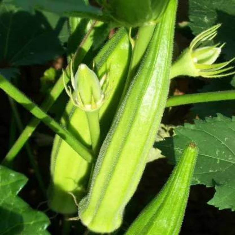 Annie Oakley II Okra Seeds - Heirloom Vegetable Plant for Home Gardens