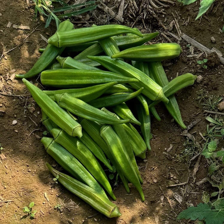 Annie oakley okra seeds - Vegetable Plant