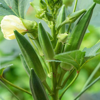 Annie oakley okra seeds - Vegetable Plant