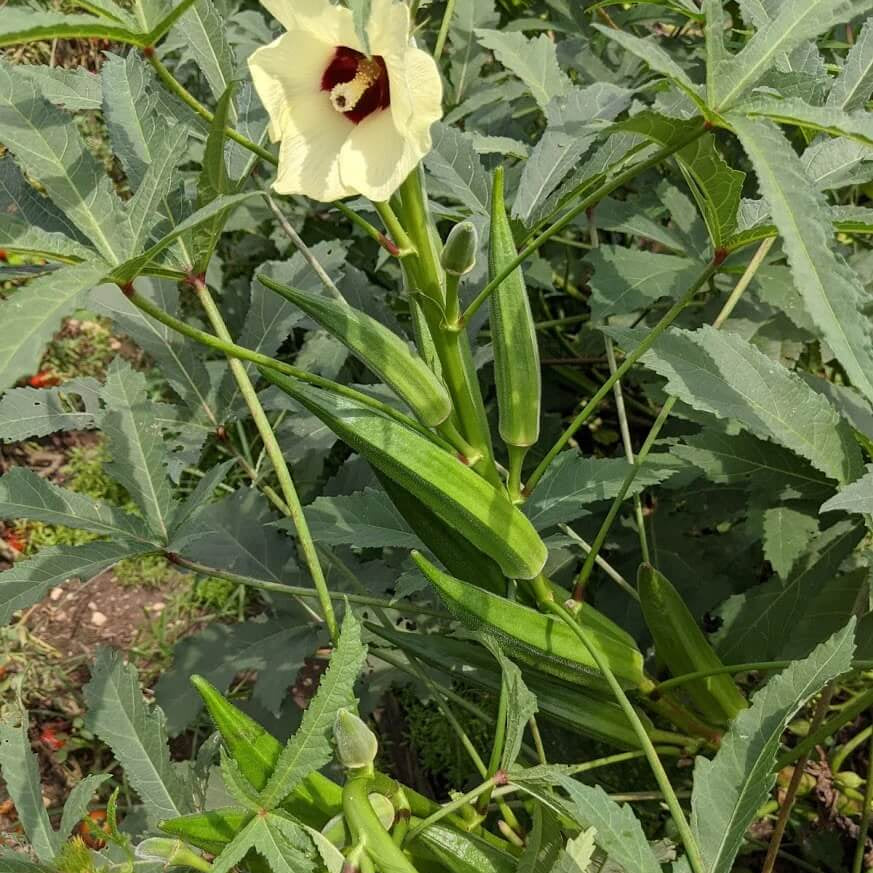 Annie oakley okra seeds - Vegetable Plant