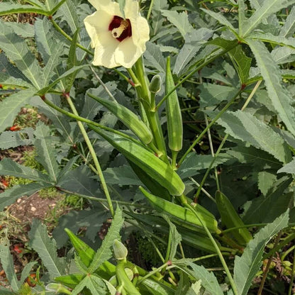 Annie oakley okra seeds - Vegetable Plant