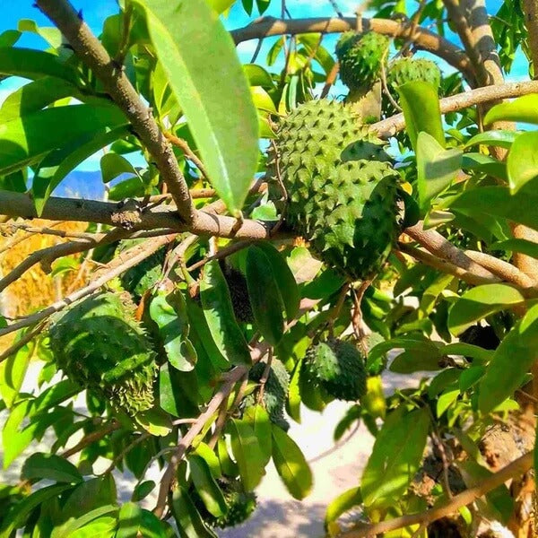 Annona Muricata Seeds 
