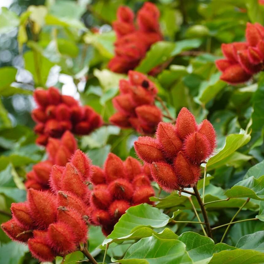 Annotta Orellana Seeds