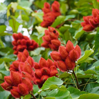 Annotta Orellana Seeds