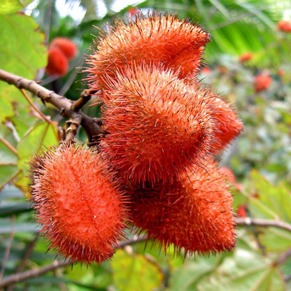 Annotta Orellana Seeds