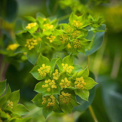 Annual Bupleurum Seeds