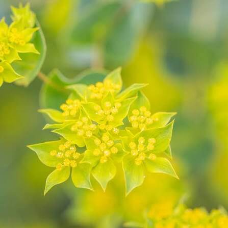 Annual Bupleurum Seeds