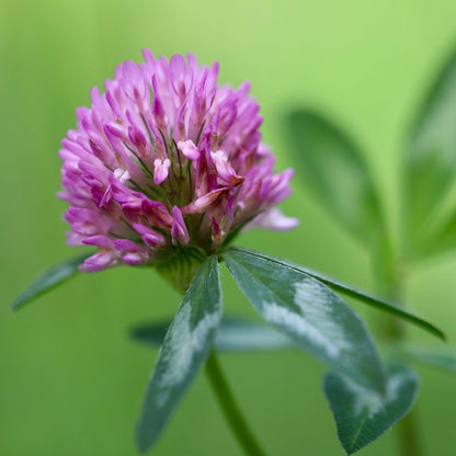 Annual Clover Seeds - Herbal Plant