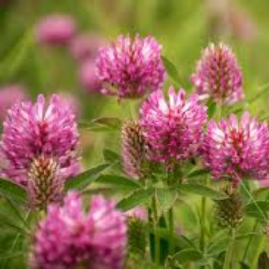 Annual Clover Seeds - Herbal Plant