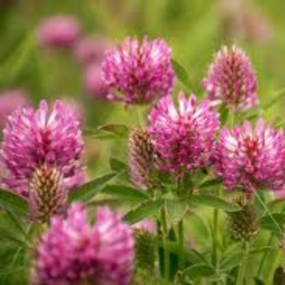 Annual Clover Seeds - Herbal Plant